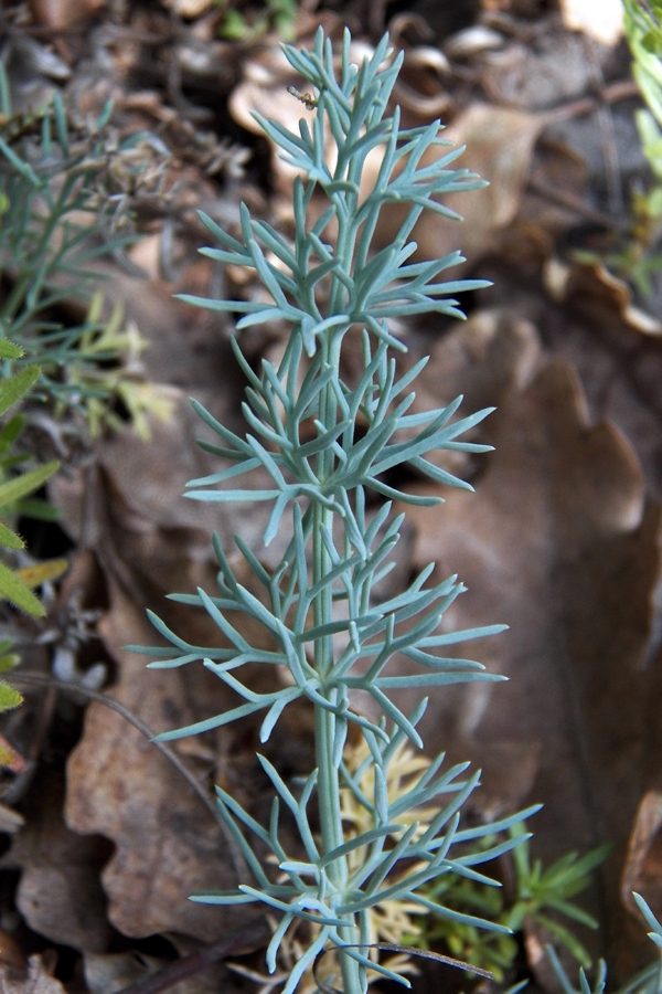 Image of Seseli dichotomum specimen.