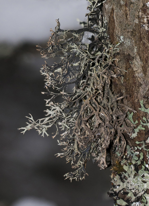 Image of Pseudevernia furfuracea specimen.