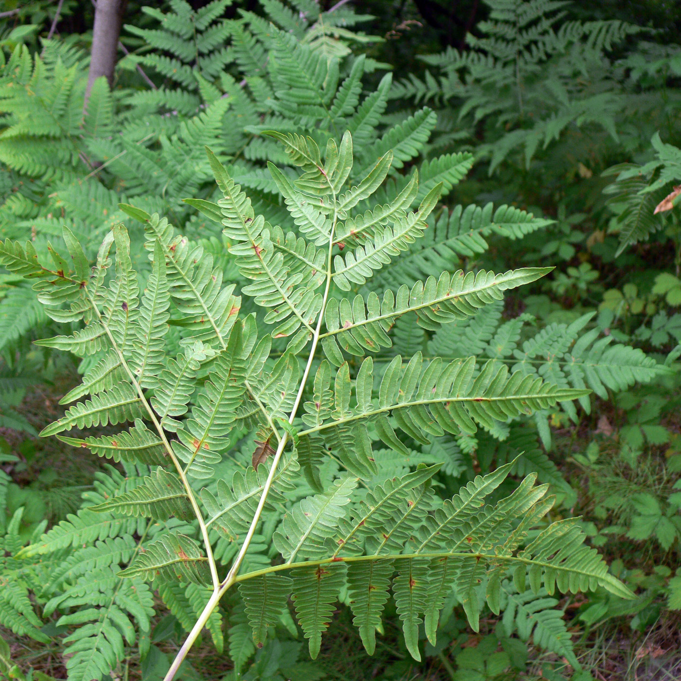 Изображение особи Pteridium pinetorum ssp. sibiricum.