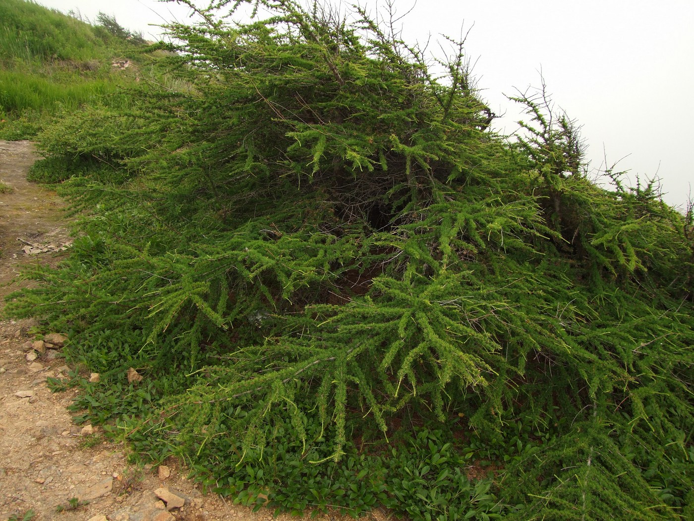 Image of Larix cajanderi specimen.