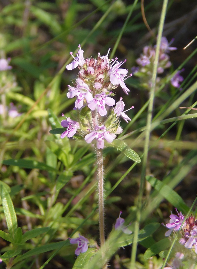 Image of Thymus &times; tschernjajevii specimen.