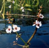 Sagittaria sagittifolia