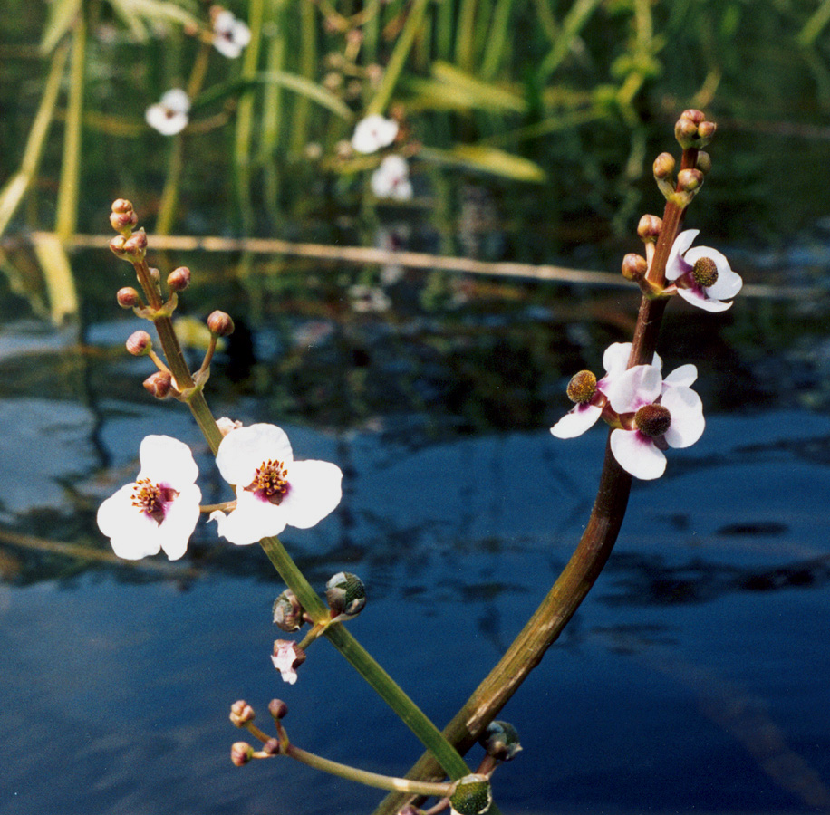 Изображение особи Sagittaria sagittifolia.