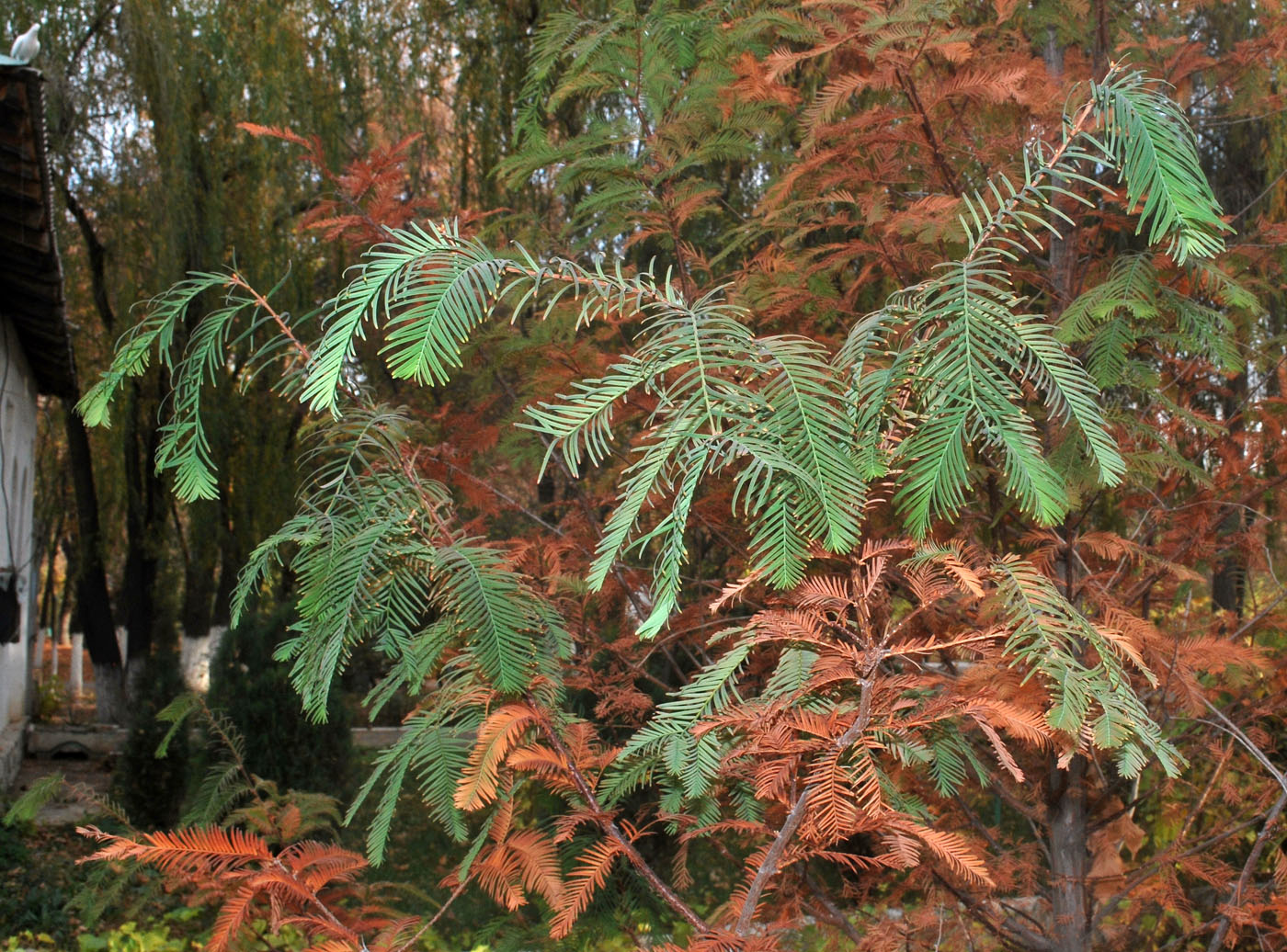 Изображение особи Metasequoia glyptostroboides.