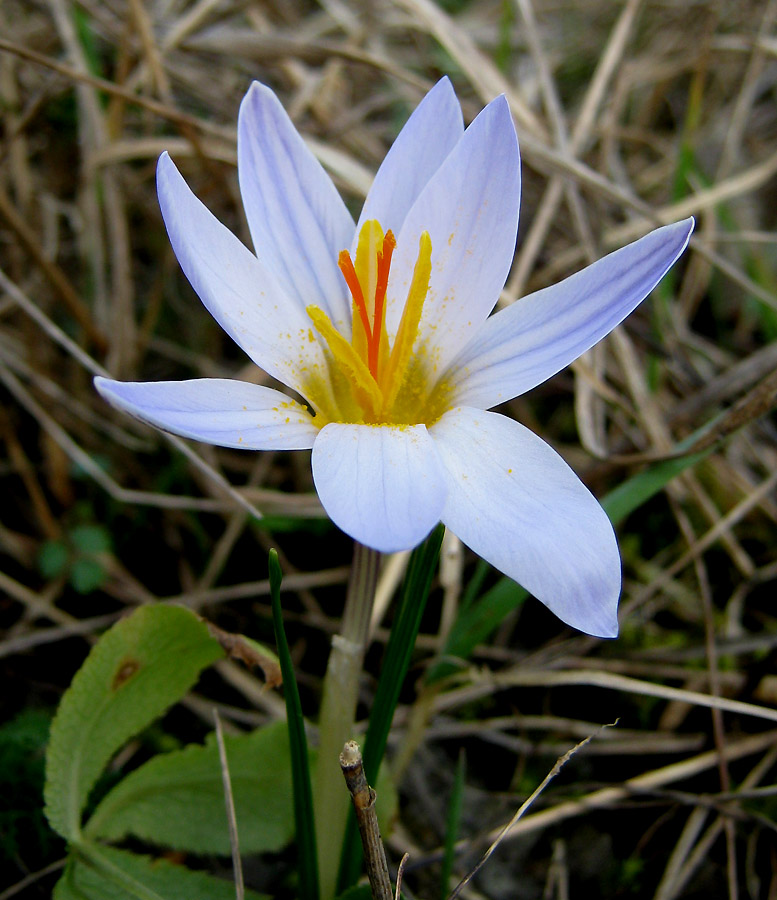 Изображение особи Crocus reticulatus.