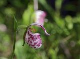 Cypripedium guttatum