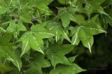Acer mono