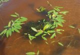 Persicaria amphibia. Вегетирующие растения. Тверская обл., Весьегонский р-н, р. Молога, о-в Егорушкин, устье бухточки. 26 июня 2013 г.