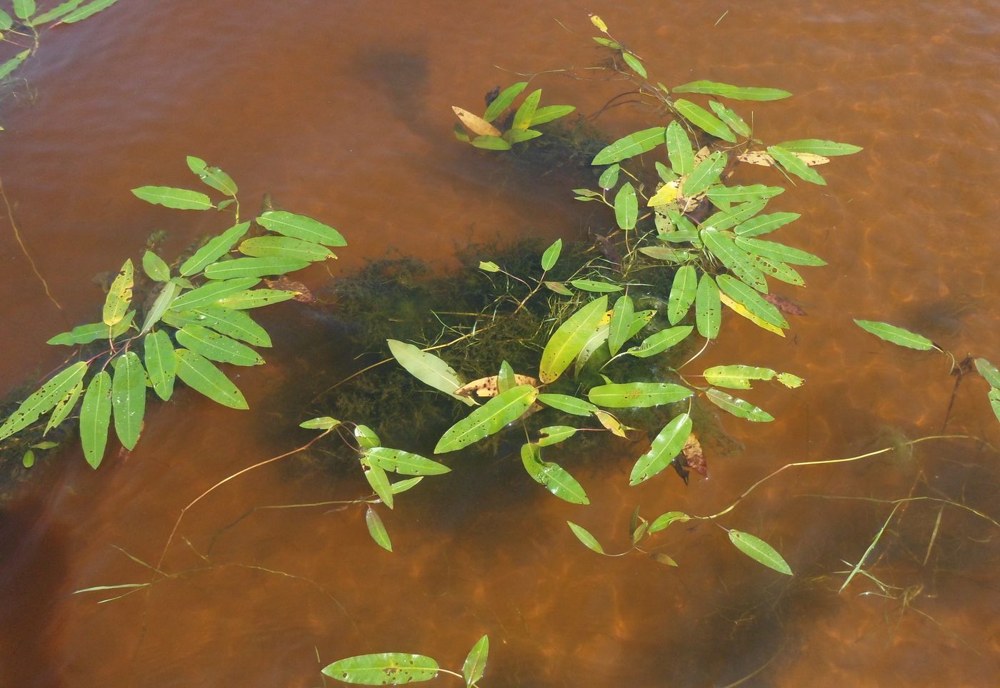 Image of Persicaria amphibia specimen.