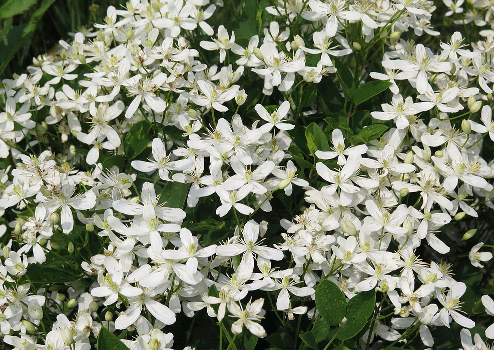 Image of Clematis mandshurica specimen.