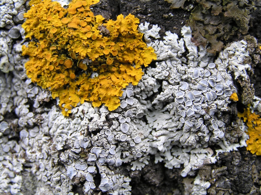 Изображение особи Xanthoria parietina.