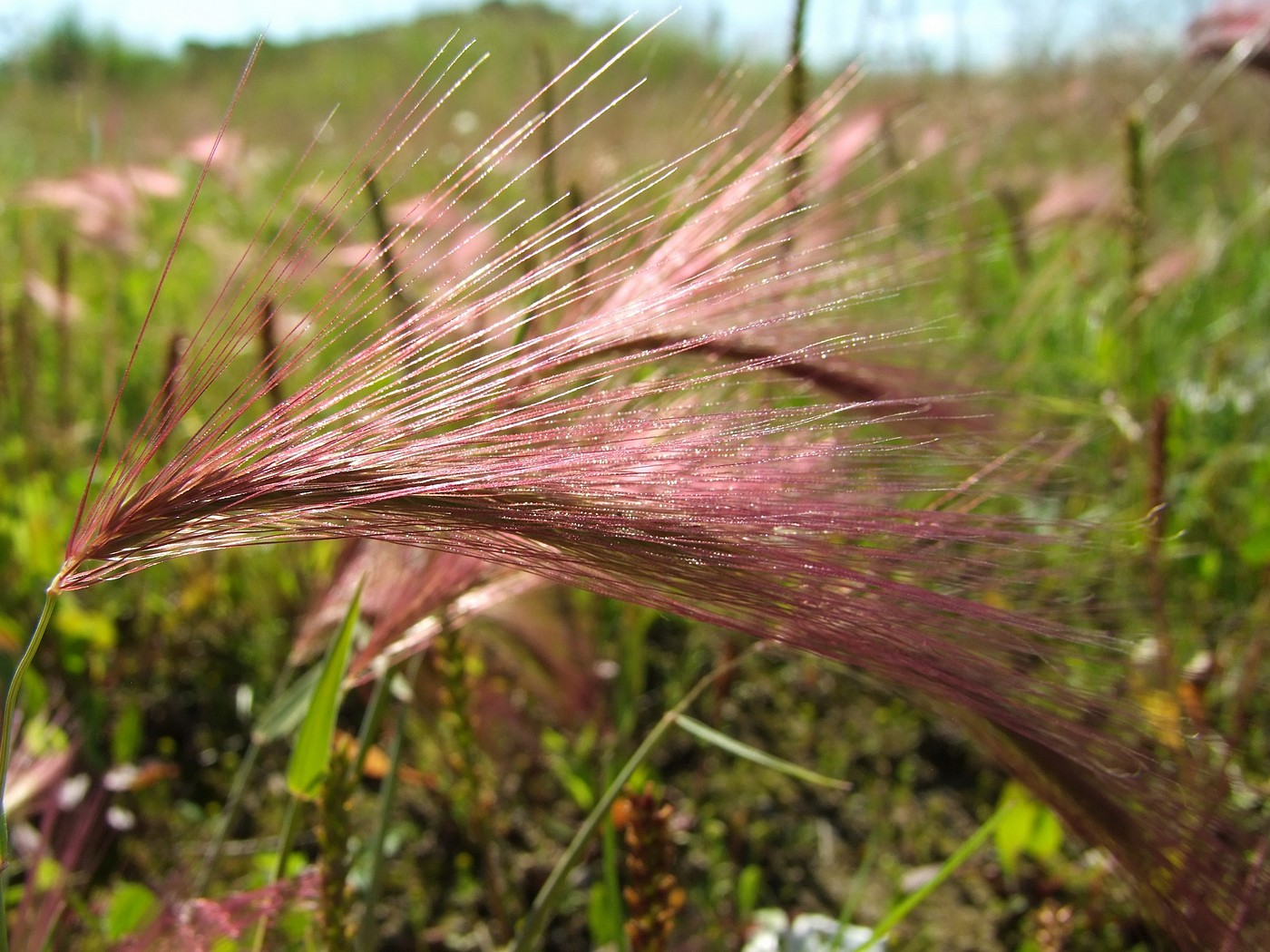 Image of Hordeum jubatum specimen.