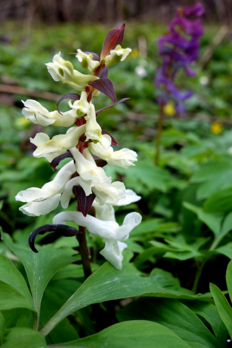 Изображение особи Corydalis cava.