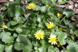 Ficaria calthifolia
