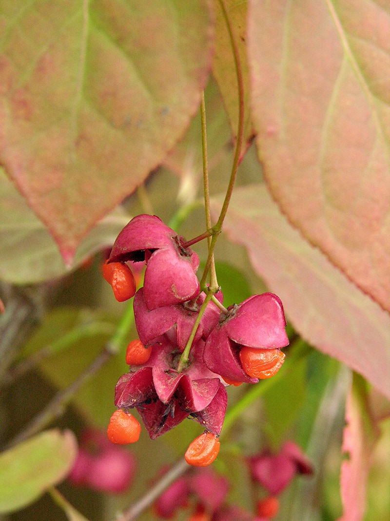 Image of Euonymus planipes specimen.