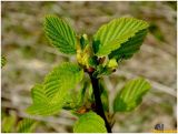 Alnus incana