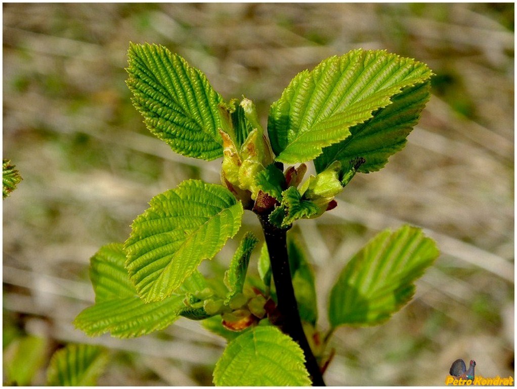 Изображение особи Alnus incana.