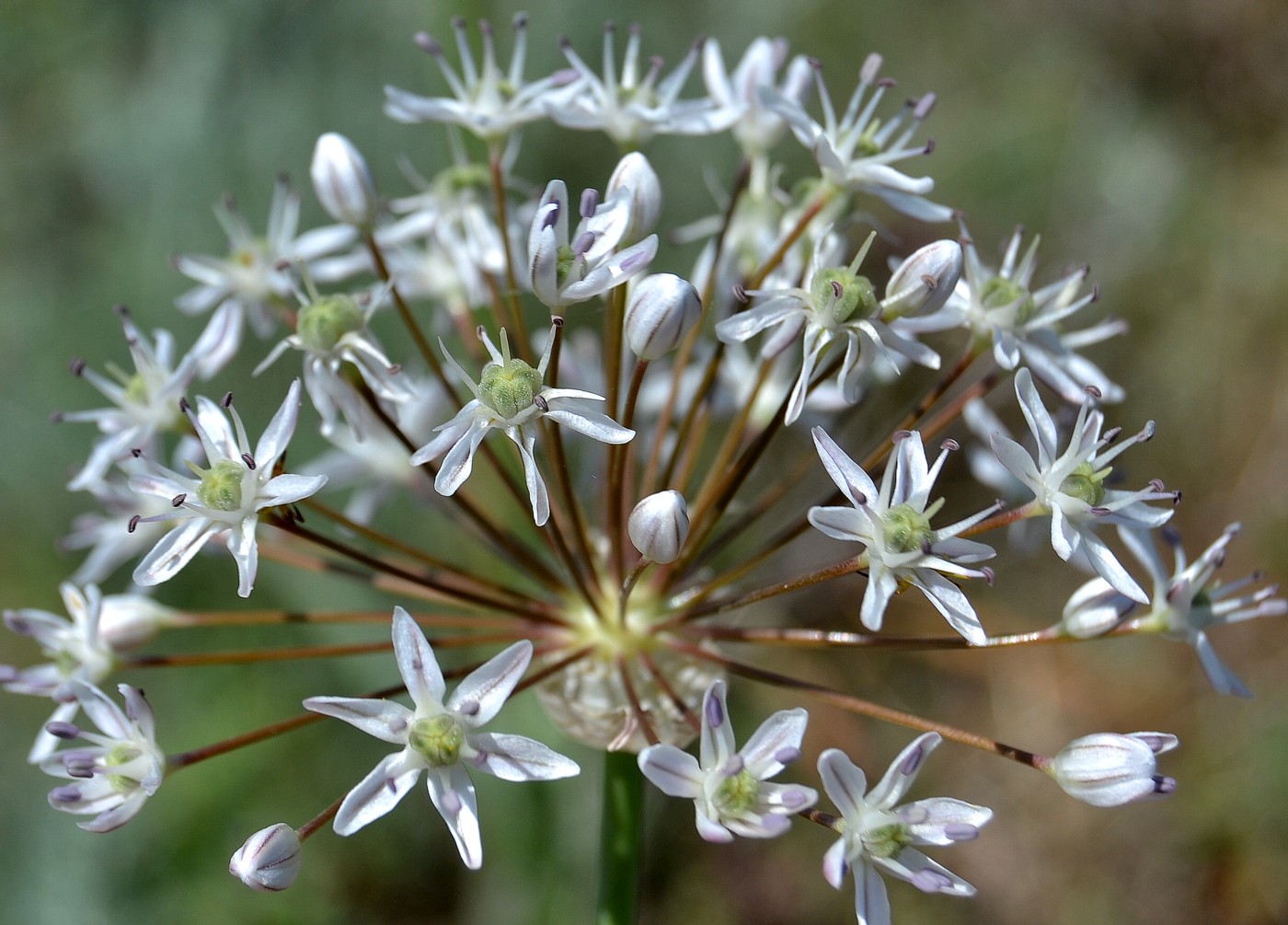 Image of Allium tulipifolium specimen.