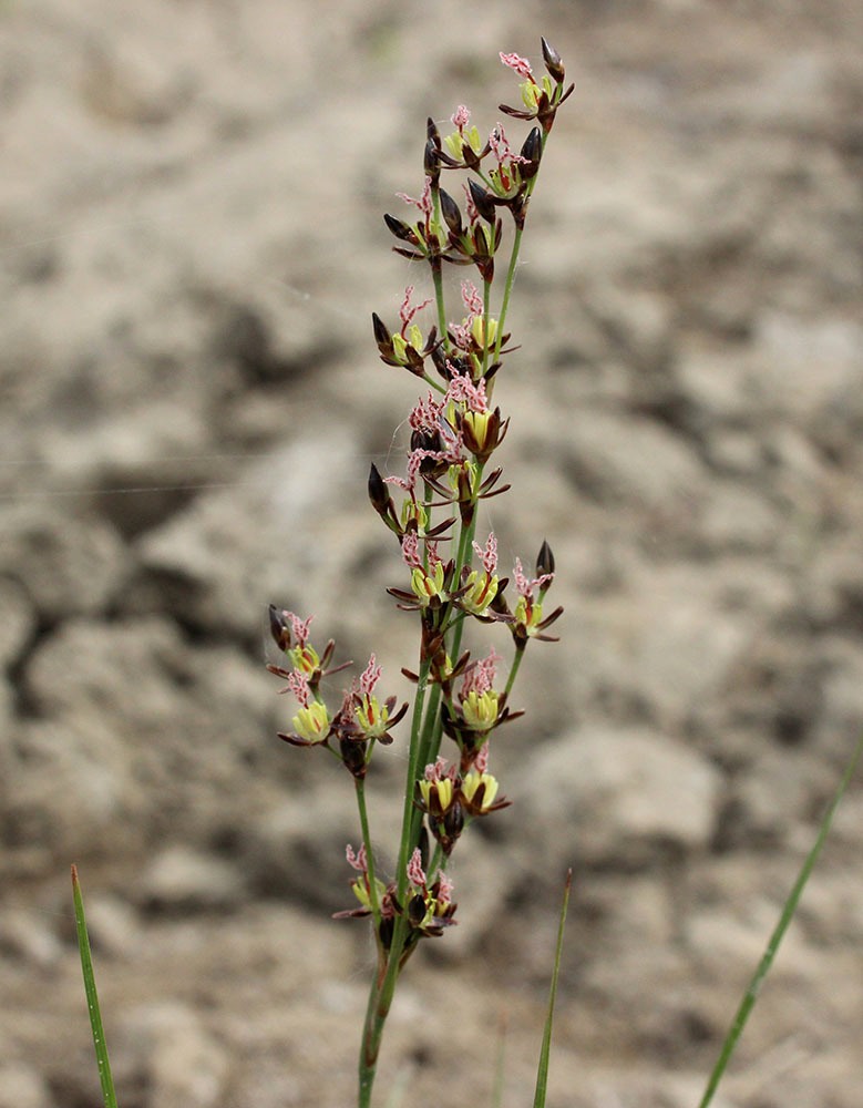 Image of Juncus gerardi specimen.