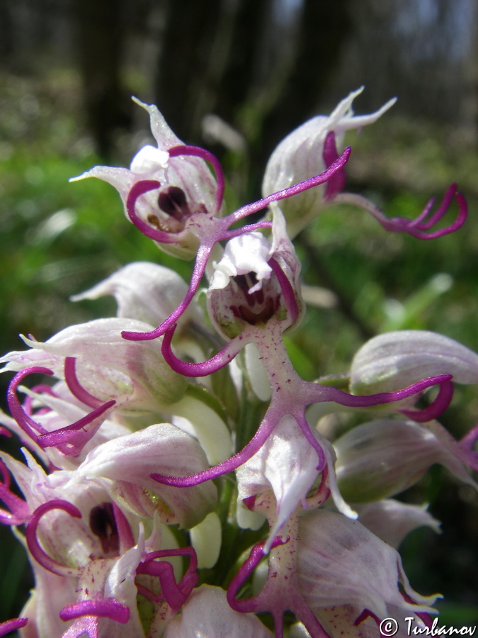 Изображение особи Orchis simia.