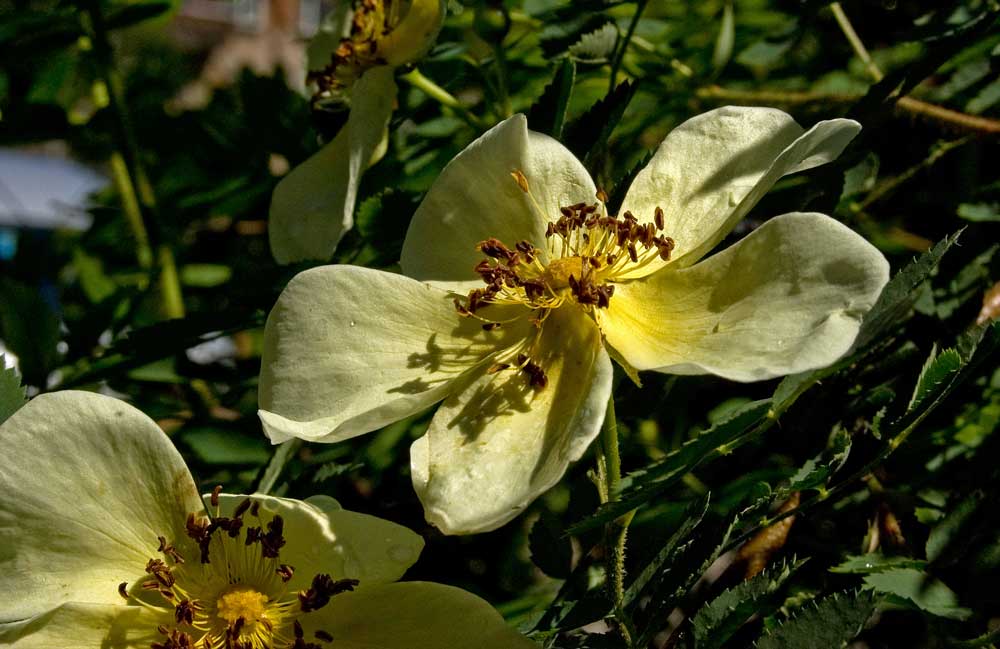 Image of Rosa spinosissima specimen.