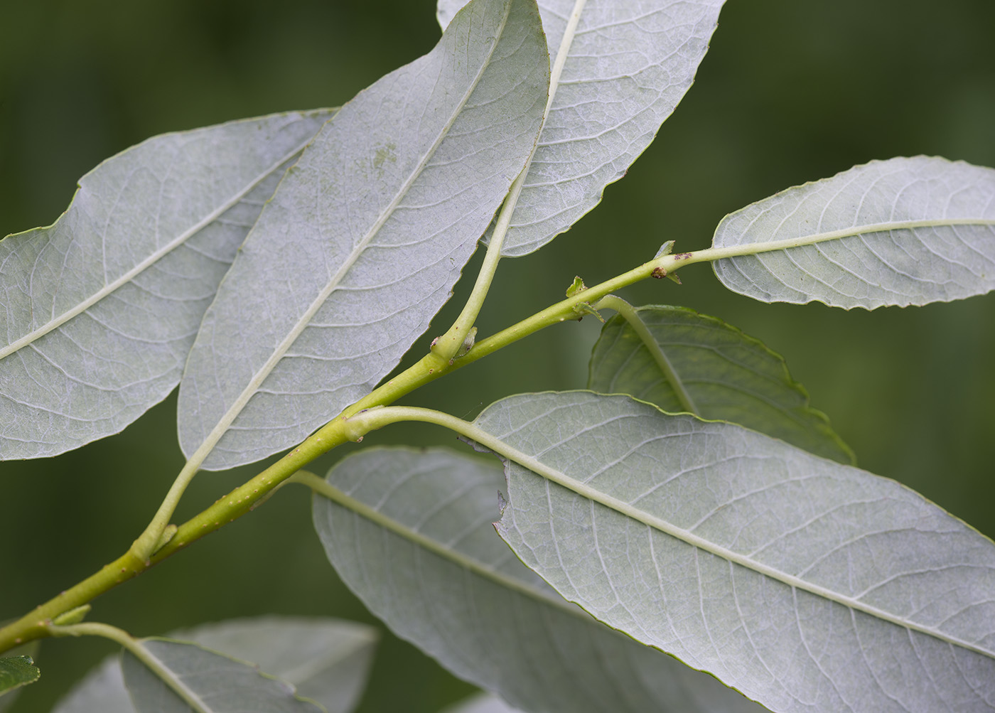 Image of Salix phylicifolia specimen.