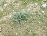 Alkanna strigosa