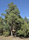 Juniperus semiglobosa. Взрослое дерево. Таджикистан, Фанские горы, верховья р. Чапдара, ≈ 2800 м н.у.м., сухой склон. 30.07.2017.