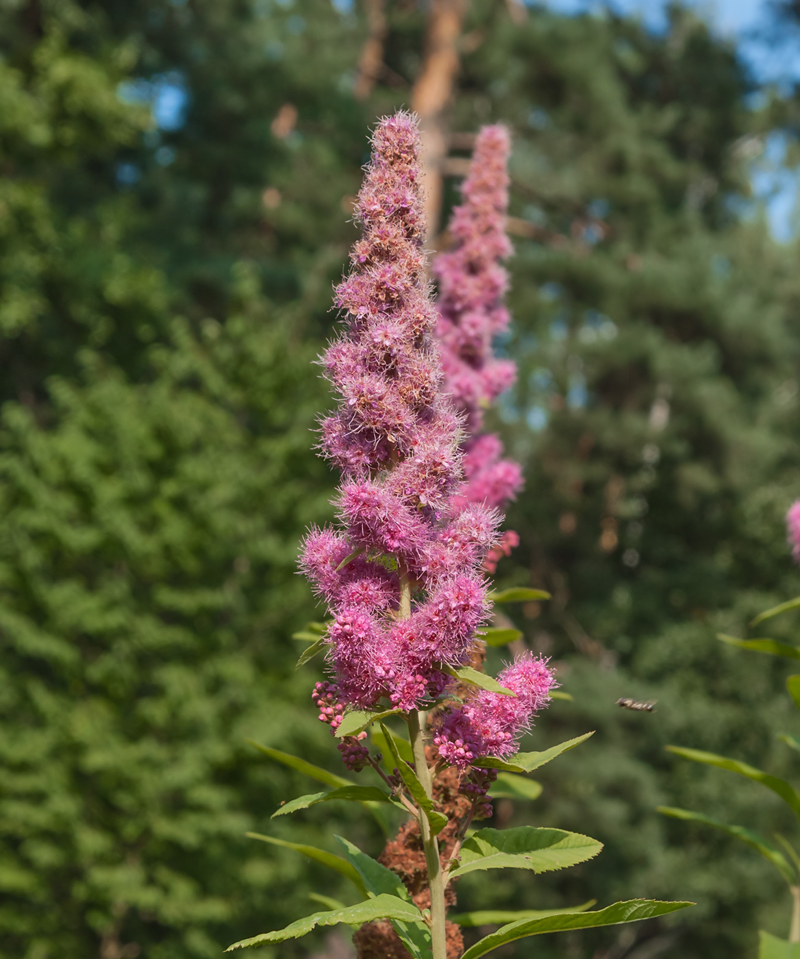 Image of genus Spiraea specimen.