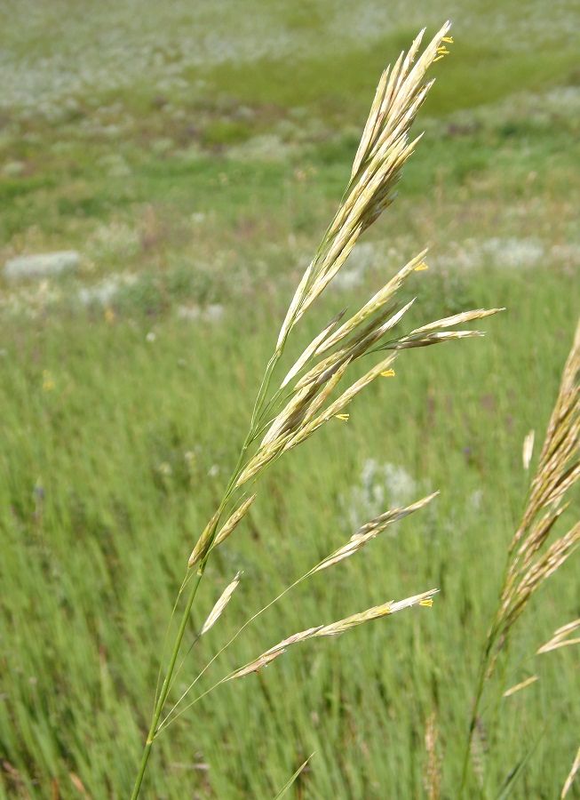 Image of Bromopsis inermis specimen.