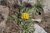 Inula rhizocephala