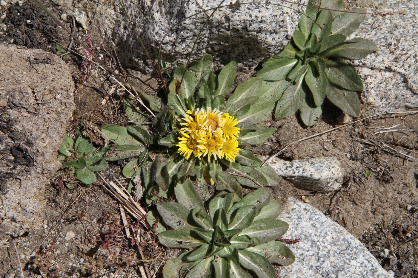 Изображение особи Inula rhizocephala.