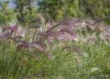 Hordeum jubatum