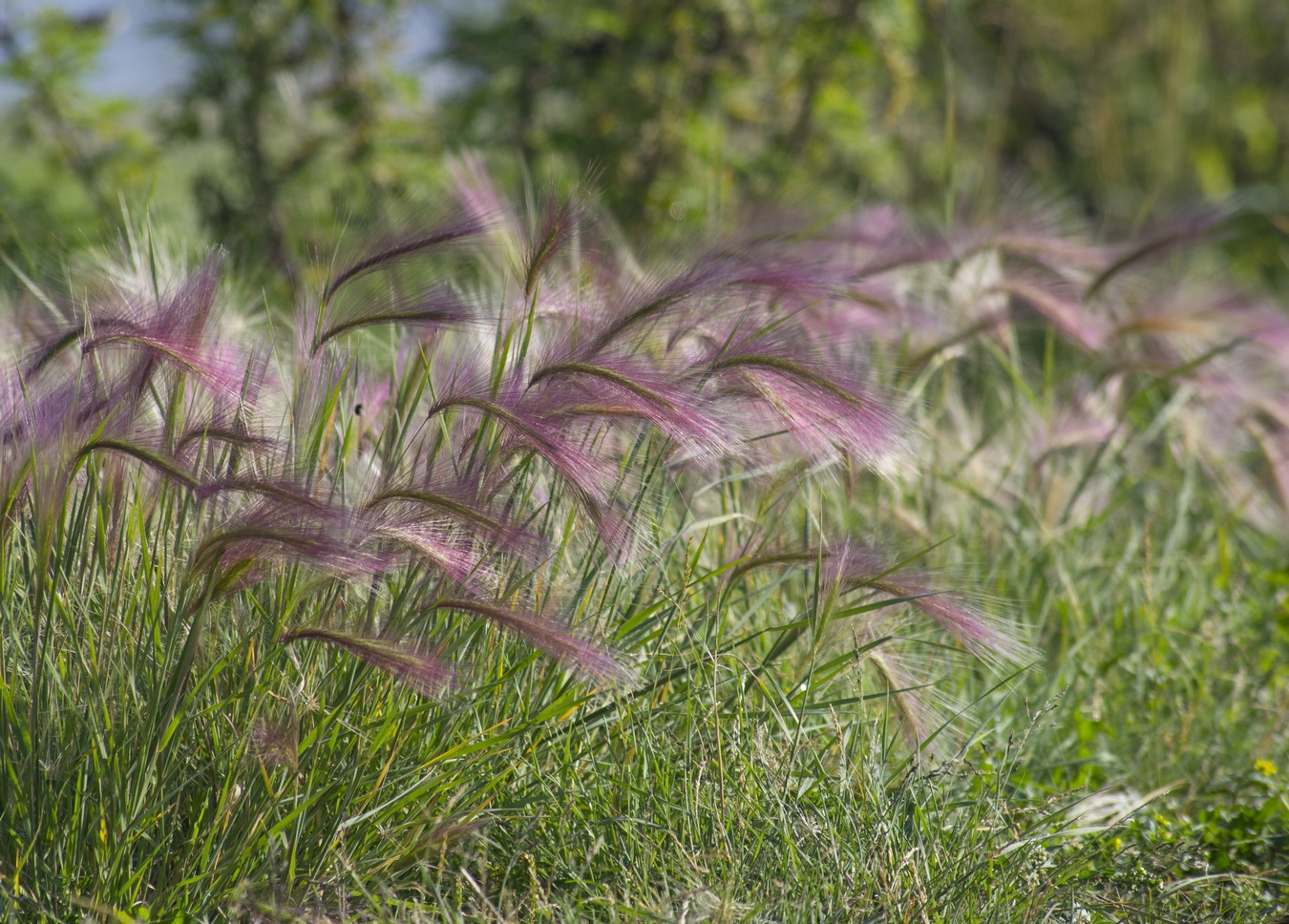 Image of Hordeum jubatum specimen.