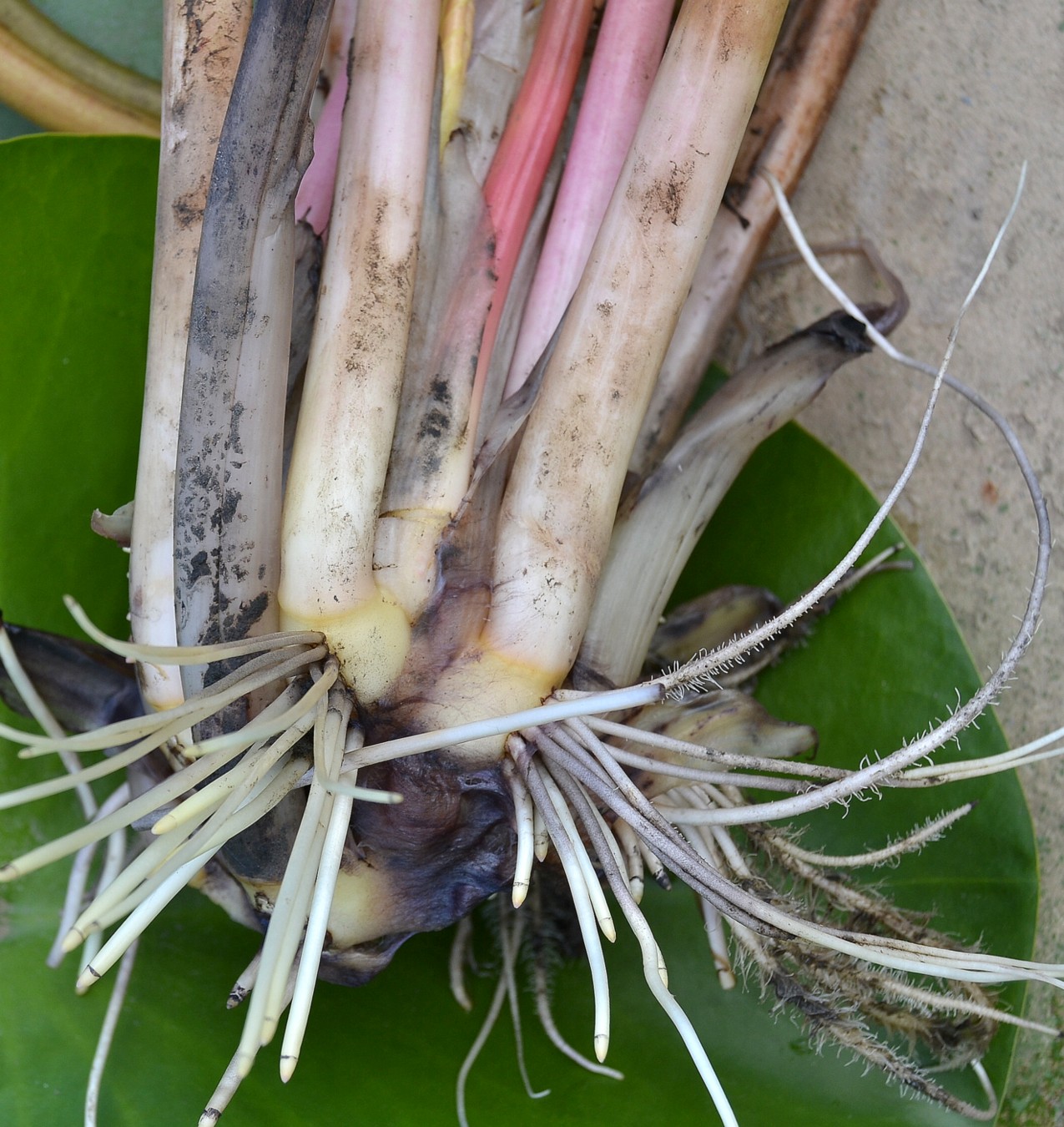 Image of Nymphaea alba specimen.