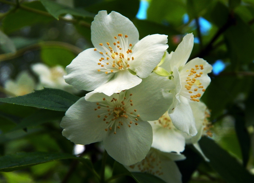 Изображение особи Philadelphus coronarius.