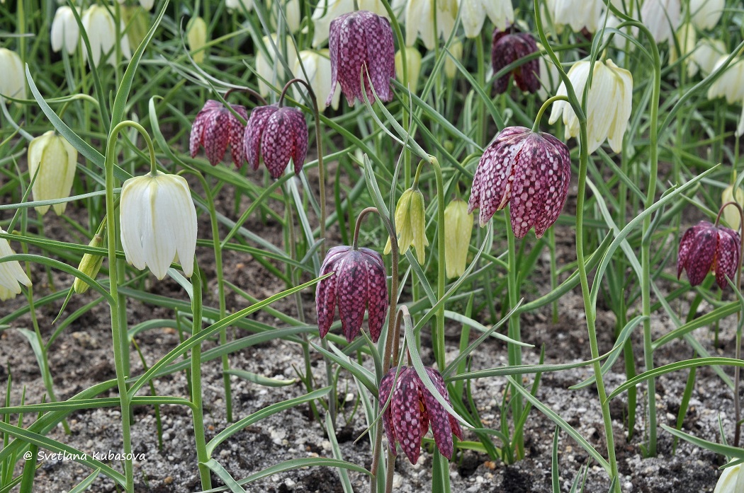 Image of Fritillaria meleagris specimen.