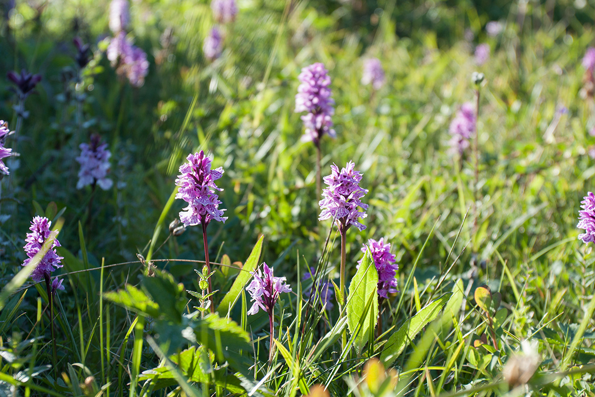 Изображение особи Dactylorhiza psychrophila.