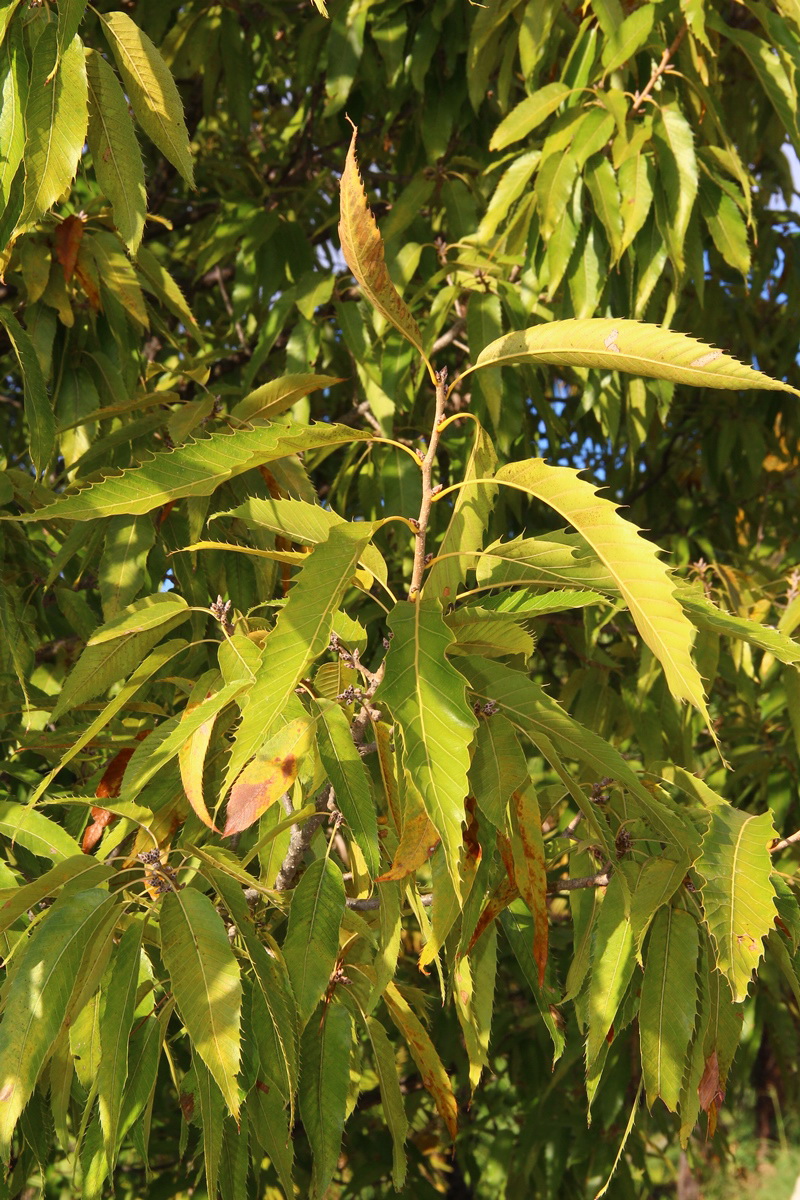 Изображение особи Quercus acutissima.