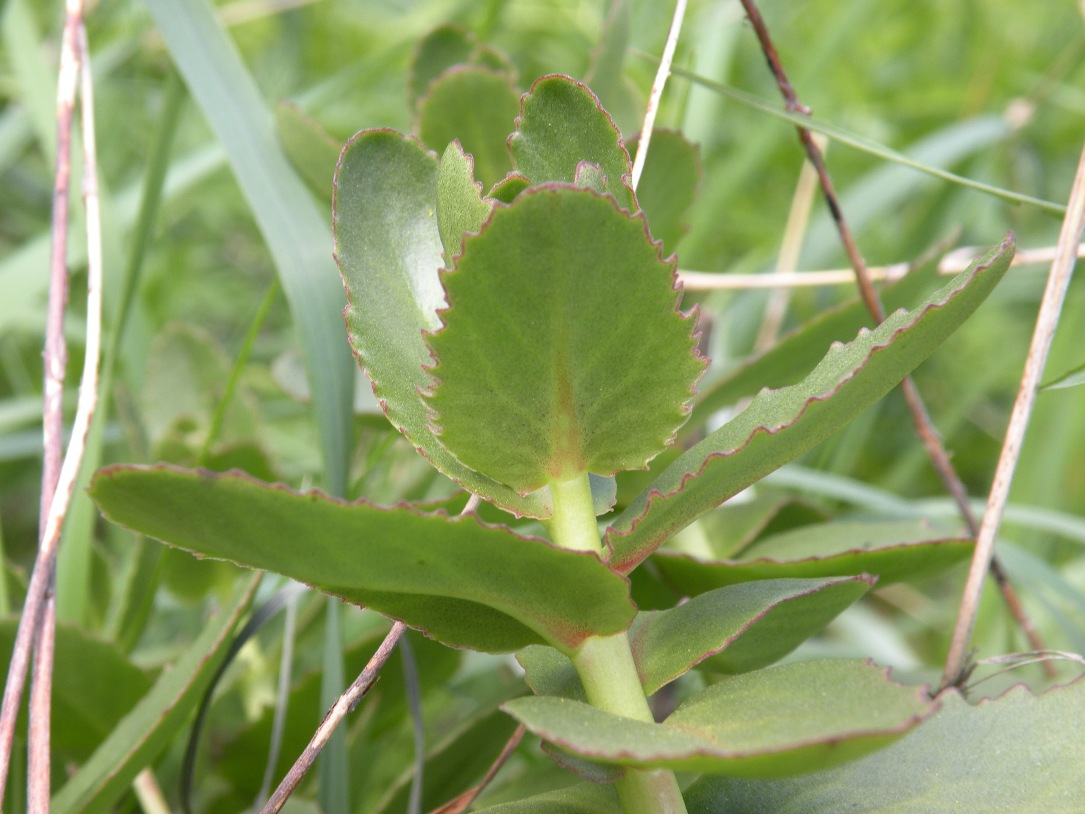 Изображение особи Hylotelephium stepposum.