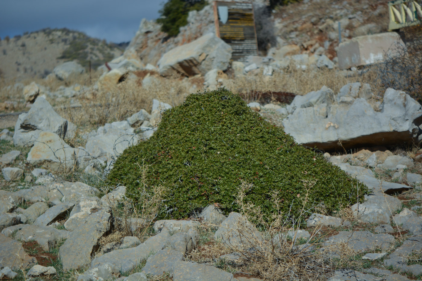 Image of Quercus calliprinos specimen.