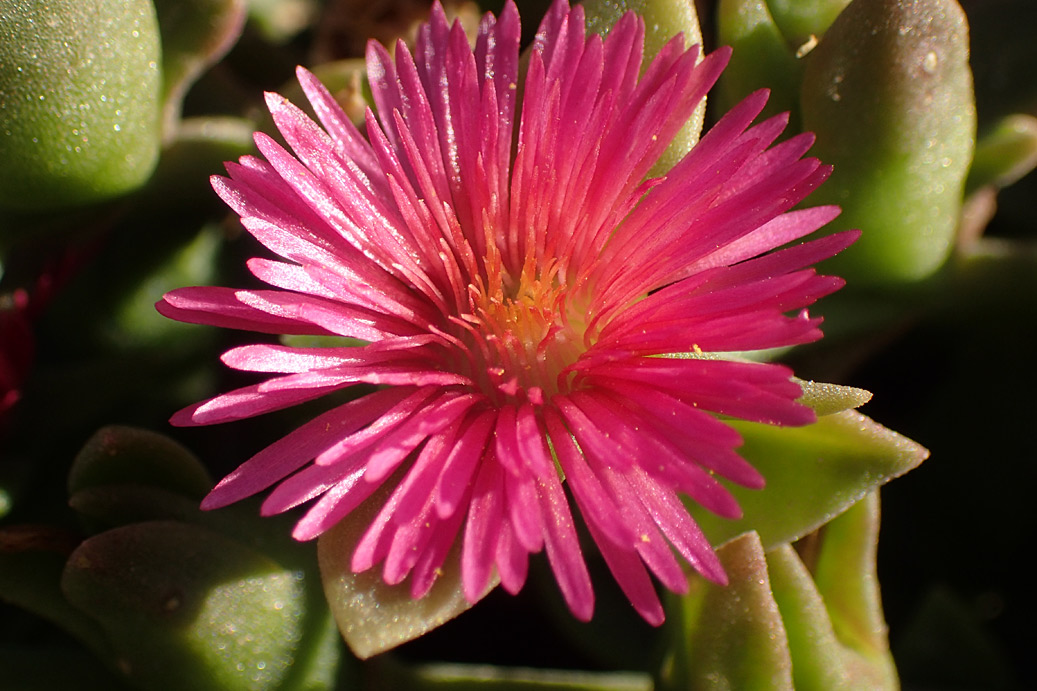 Image of Aptenia &times; vascosilvae specimen.