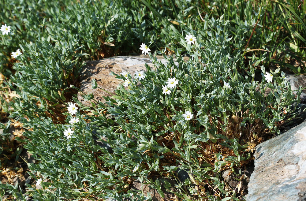 Image of Stellaria crassipes specimen.