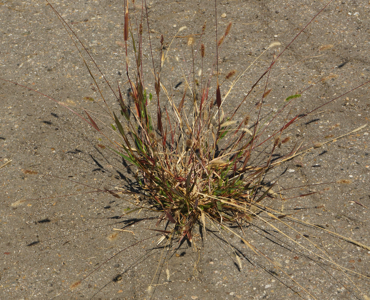 Image of Setaria viridis specimen.