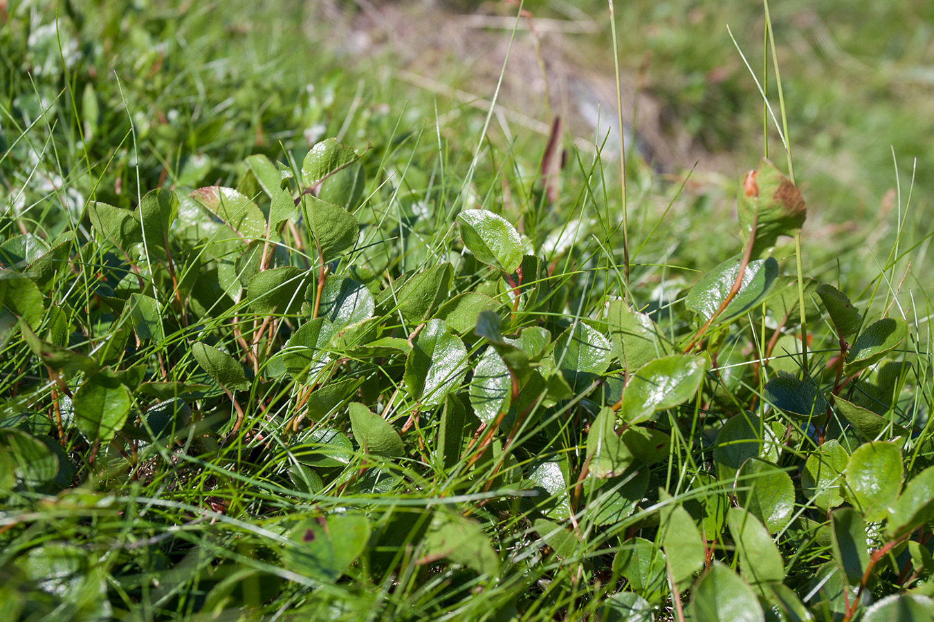 Изображение особи Salix herbacea.