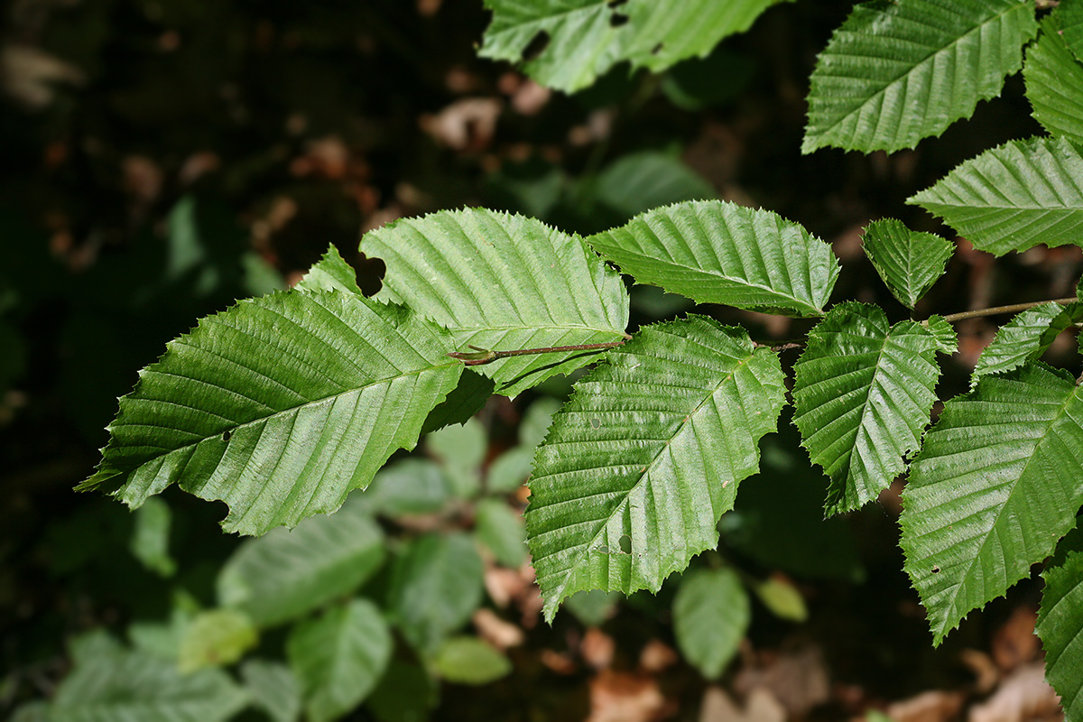 Изображение особи Carpinus betulus.