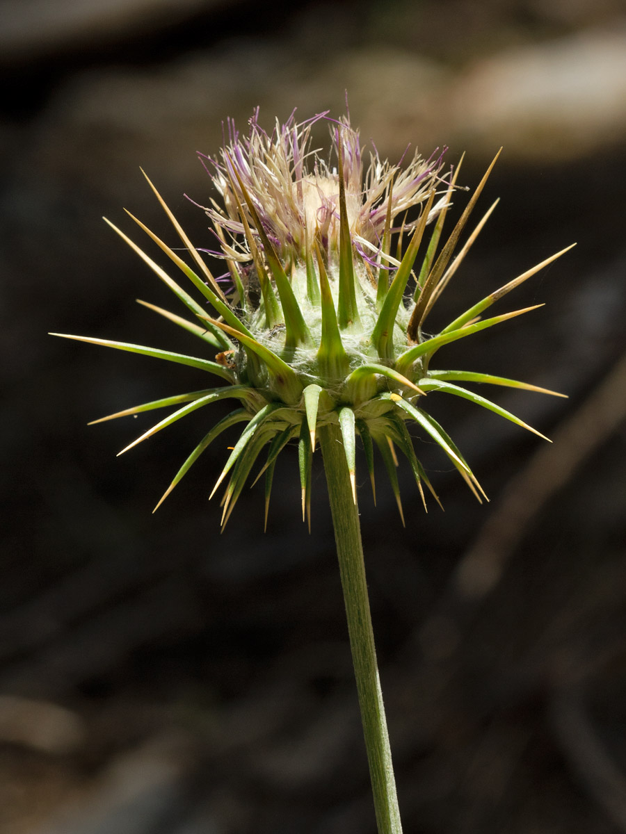 Изображение особи Lamyropsis cynaroides.