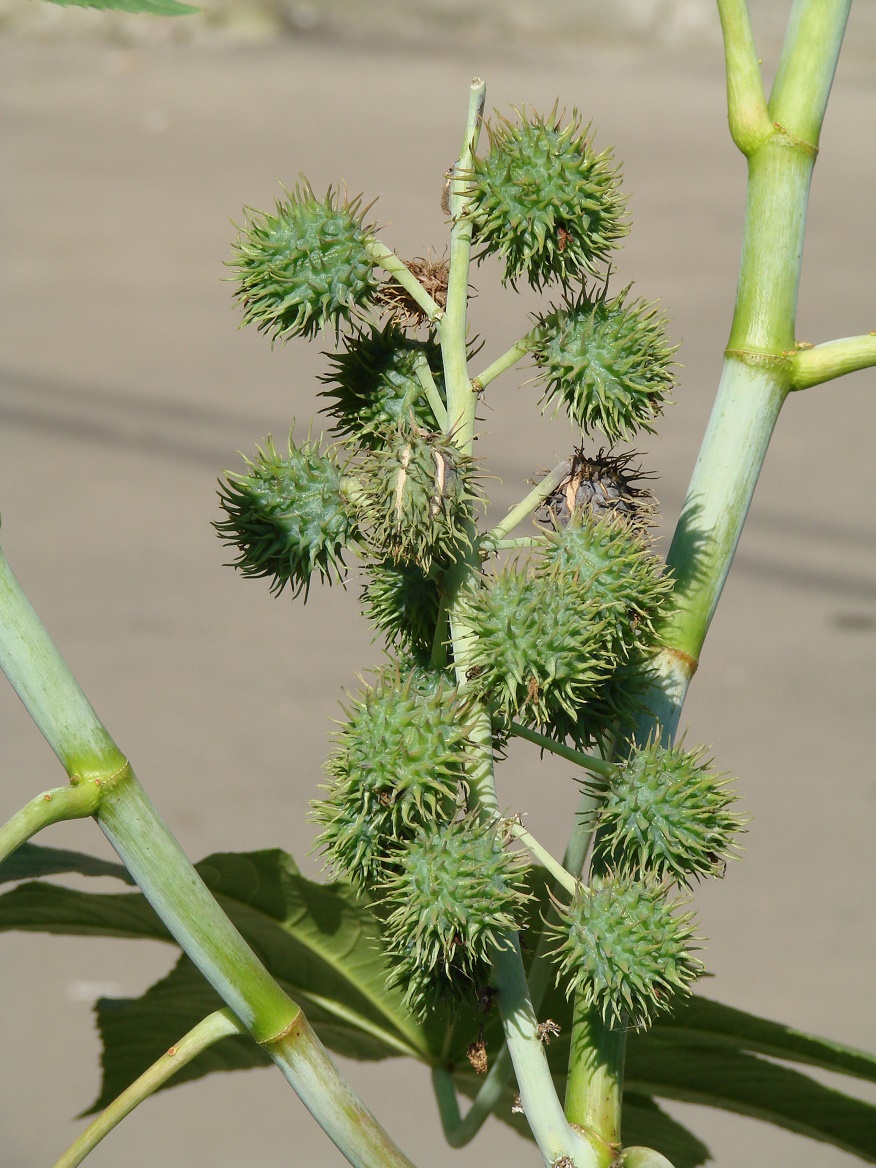 Image of Ricinus communis specimen.