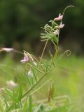 Vicia tenuissima