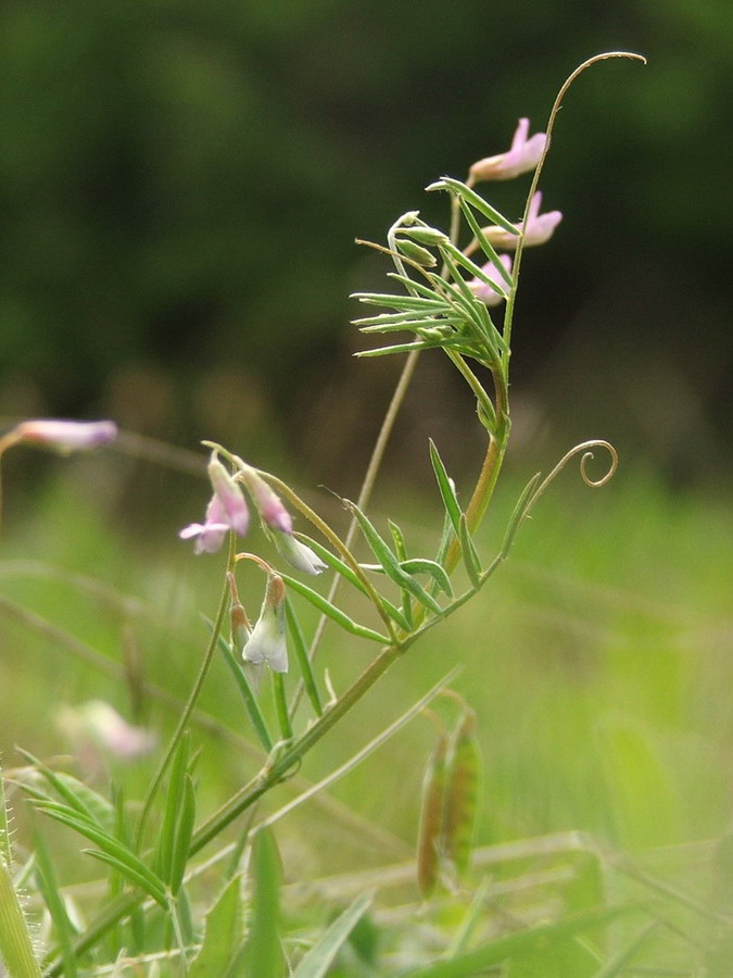 Image of Vicia tenuissima specimen.